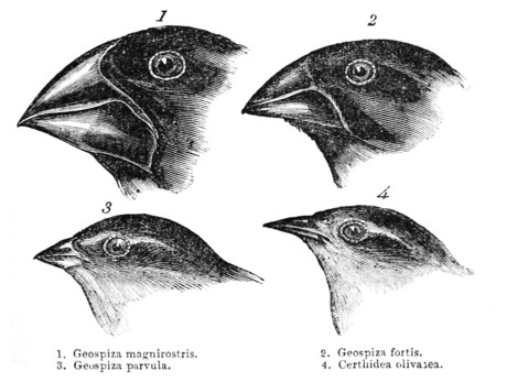 Darwin finch beak variations illustrating biological adaptation